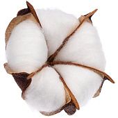 Цветок хлопка Cotton, белый - фото